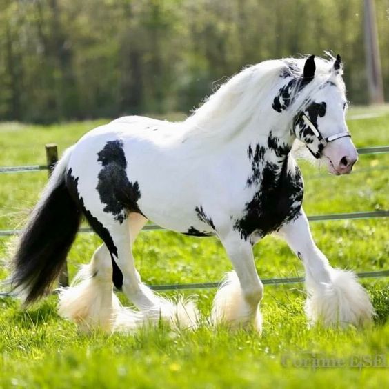 Splash - Gypsy Vanner Stallion At Stud